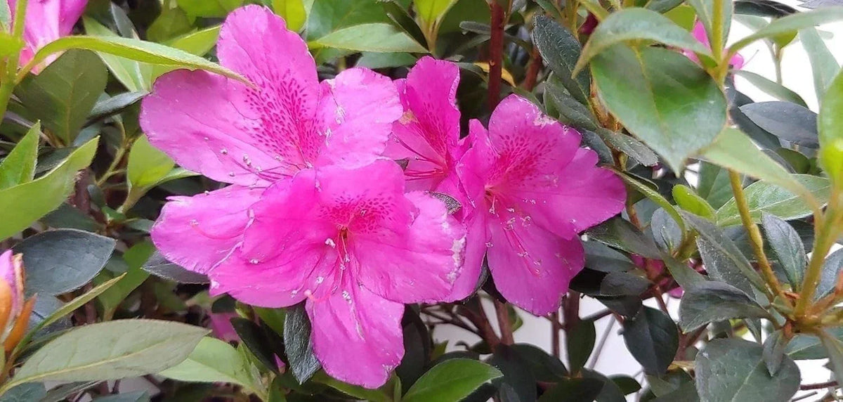 Purple Formosa Azalea Shrub 3 Inch Pot Rhododendron obtusum