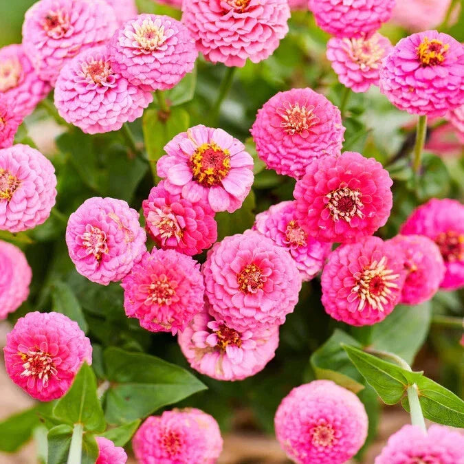 Lilliput Rose Zinnia Seeds - 100+ Pack, Compact Annual, Zinnia elegans for Garden, Borders & Containers