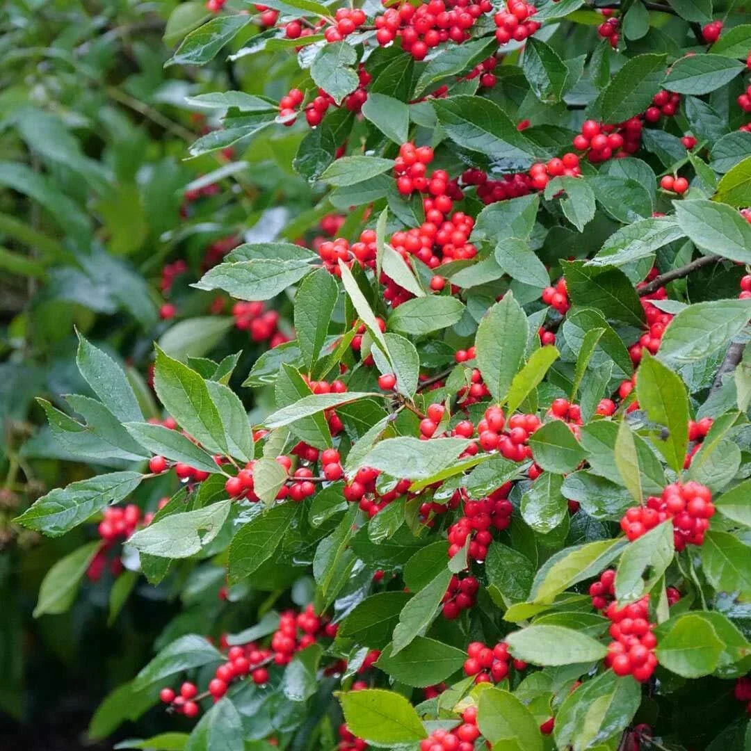 Winterberry Seeds 250mg Ilex verticillata Open Pollinated for Landscaping and Wildlife Gardens