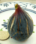 Heirloom Fig Tree Cuttings - Lebanese Black/Purple Ficus carica - Vigorous, Prolific, Rooted Planting Material