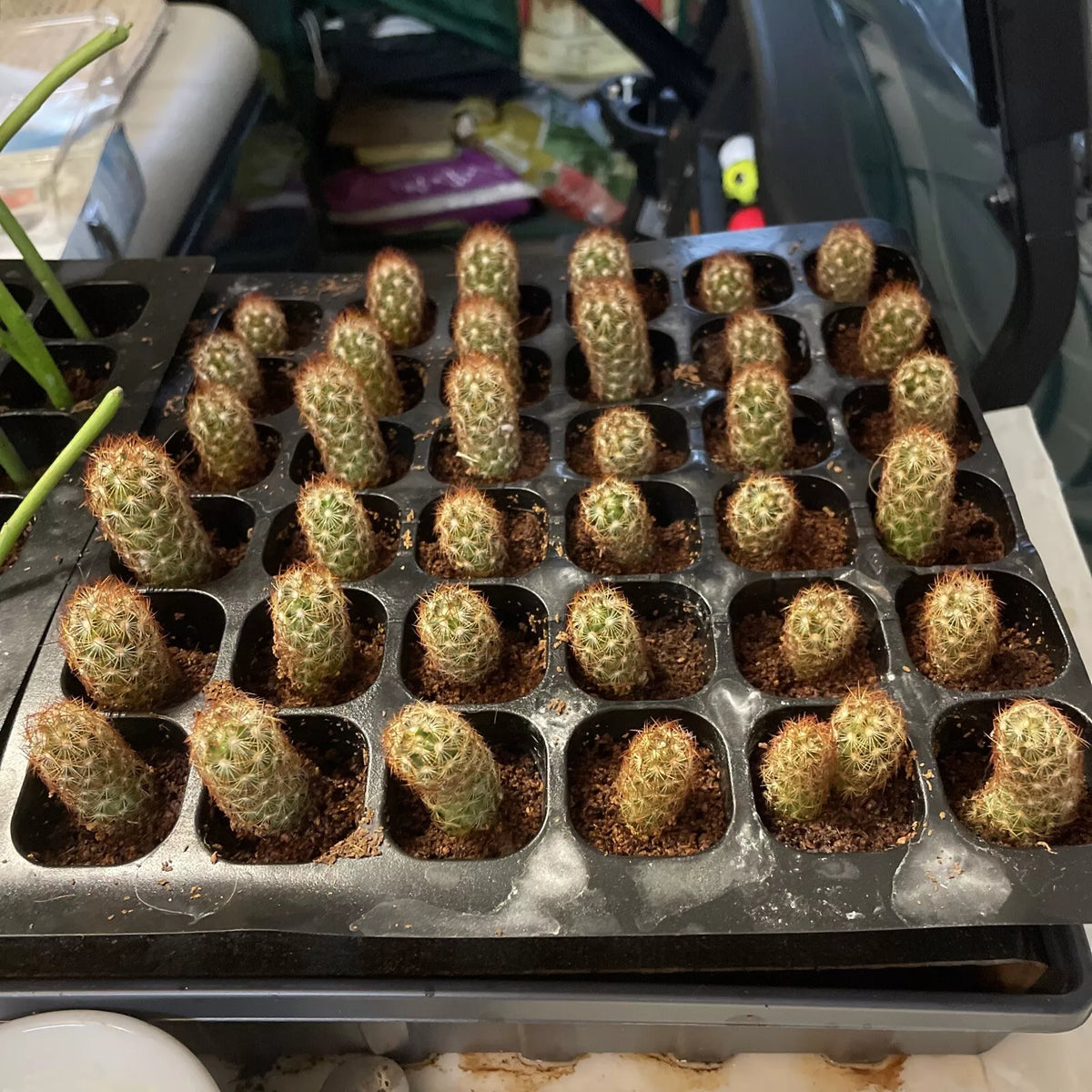 Mammillaria Gracilis Fragilis Cactus 2-Inch Pot, Thimble Cactus with White Spines, Indoor Outdoor Hardy to 25°F