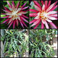 Ric Rac Cutting - Cryptocereus anthonyanus, Fish Bone Succulent, Zigzag Leaf Cactus, Easy Care Plant, Hanging or Centerpiece