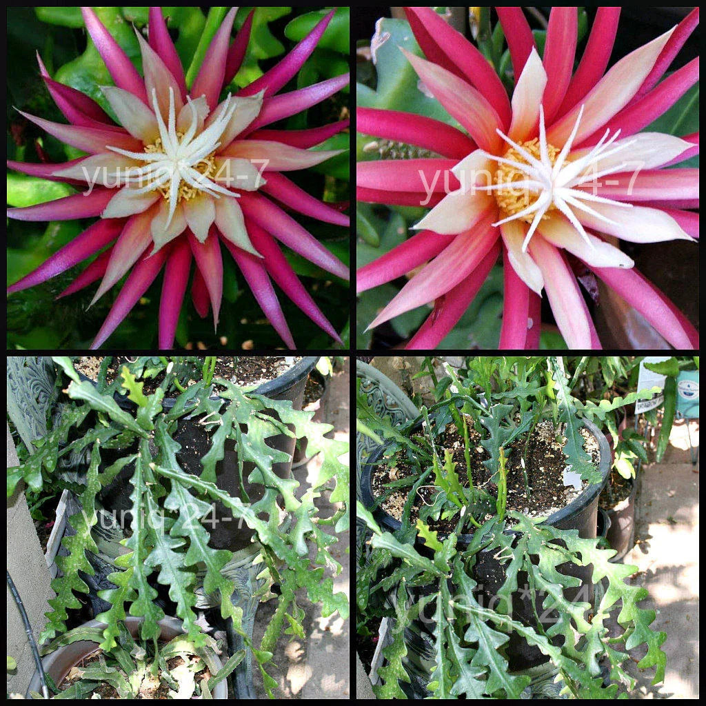Ric Rac Cutting - Cryptocereus anthonyanus, Fish Bone Succulent, Zigzag Leaf Cactus, Easy Care Plant, Hanging or Centerpiece
