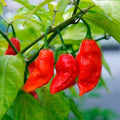 Ghost Pepper Seeds - Bhut Jolokia Non-GMO Capsicum chinense 10 Seeds for Spicy Gardens & Homemade Sauces