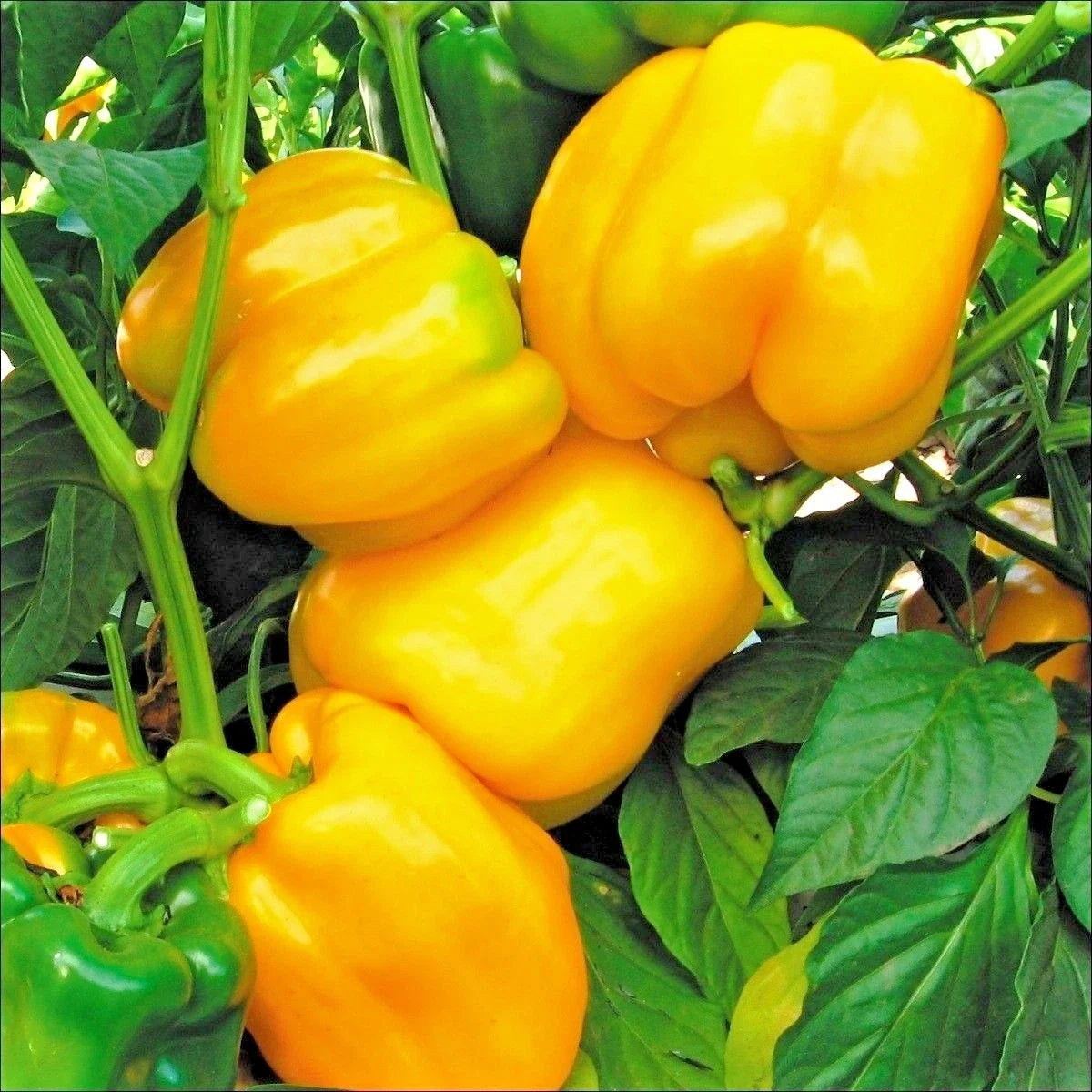 Sunbright Yellow Bell Pepper Seeds | Organic Capsicum annuum for Containers | 101+ Non-GMO Vegetable Garden Seeds