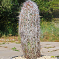 Oreocereus celsianus Cactus | Old Man of the Andes Succulent | Unique Desert Plant | Live Indoor/Outdoor Cactus in Pot