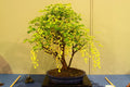 Dwarf Golden Raintree Seeds - Koelreuteria paniculata Ornamental Bonsai Seeds, 10 Pack, Vibrant Yellow Flowers, Easy to Grow