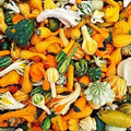 Small Gourd Seeds Pack - 50+ Varieties for Fall Decor - Cucurbita pepo Vining Seeds