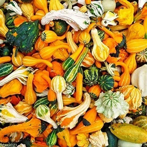 Small Gourd Seeds Pack - 50+ Varieties for Fall Decor - Cucurbita pepo Vining Seeds