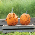 Scarface Pumpkin Seeds for Planting - 10 Seeds - Cucurbita pepo Heirloom Variety with Unique Color and Shape