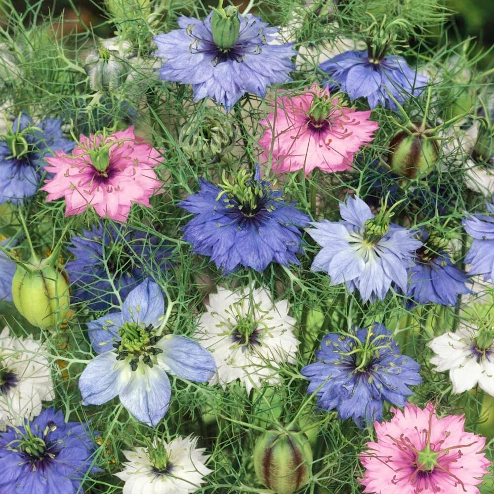 Nigella Seeds - Love-in-a-Mist Mix Double Flowers - 100 Seeds - Nigella damascena - Ornamental Flower Seeds