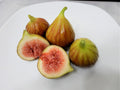 Chicago Hardy Fig Tree Cuttings - 10 Unrooted 6-8" Ficus carica 'Chicago Hardy' Cold Hardy Variety
