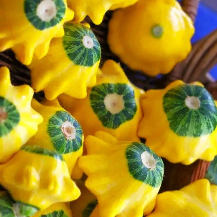 Patty Pan Squash Seeds - Bicolor Yellow and Green Bush Scallop Cucurbita pepo, Compact Planting for Home Garden