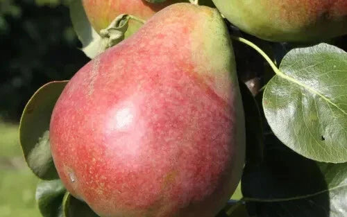 Obelisk Pear Seeds – Pyrus communis, 25+ Garden Planting Seeds for Small Spaces, Juicy Fruit, USA
