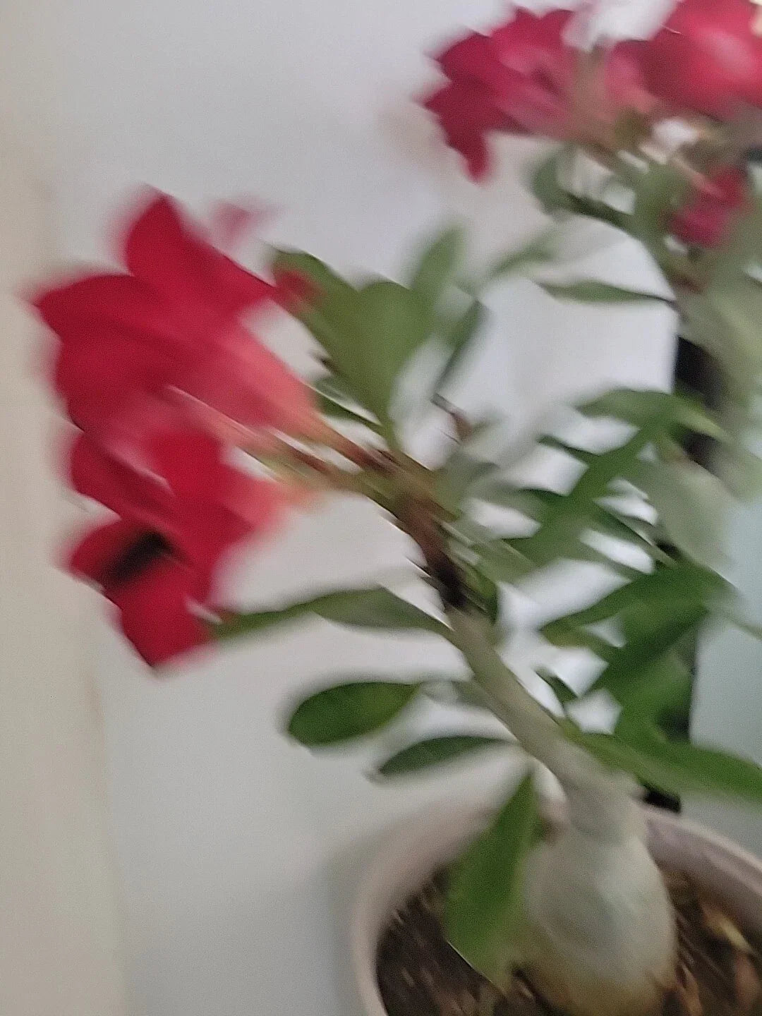 Live Plant Adenium Obesum Red Blood Desert Rose 4” Pot - Tropical Succulent for Indoor & Outdoor Gardens