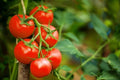 Red Cherry Tomato Seeds - Organic Heirloom Non-GMO, 100 Seeds for Home Gardening, Solanum lycopersicum, Juicy, Sweet, Disease-Resistant