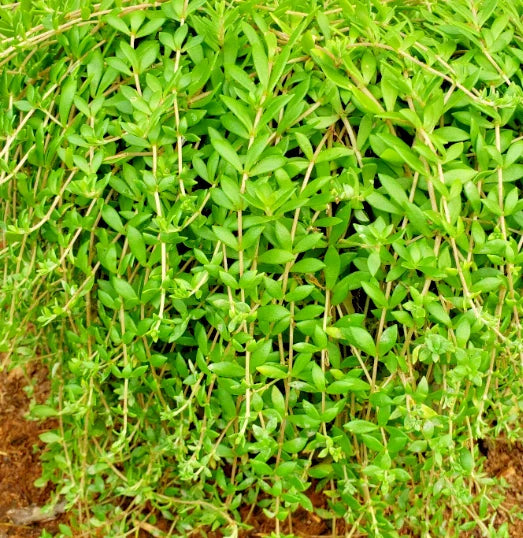 50 Live Sedum Sarmentosum Cuttings - Fast Growing Creeping Perennial Ground Cover