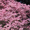 Live Pink Flower Dogwood Tree - 8-Inch Semi Bare Root Cornus florida for Gardens & Landscaping