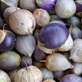 Purple Tomatillo Seeds - 50 Non-GMO Heirloom Vegetable for Salsa, Physalis ixocarpa, Home Garden, Container Planting