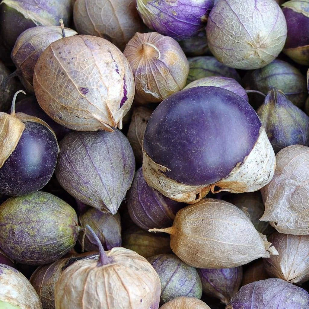 Purple Tomatillo Seeds - 50 Non-GMO Heirloom Vegetable for Salsa, Physalis ixocarpa, Home Garden, Container Planting