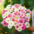 Zinnia Seeds Mix - 100+ Colorful Garden Flowers - Zinnia elegans - Annual for Borders & Containers