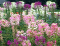 Fresh Spider Plant Seeds - 100 Mixed Flower Seeds for Indoor & Outdoor Gardening - Chlorophytum comosum