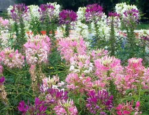 Fresh Spider Plant Seeds - 100 Mixed Flower Seeds for Indoor & Outdoor Gardening - Chlorophytum comosum