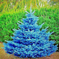 Colorado Blue Spruce Tree Seeds - Glauca Variety for Bonsai - Picea pungens - Cold Hardy, Blue Needles, Landscape & Garden