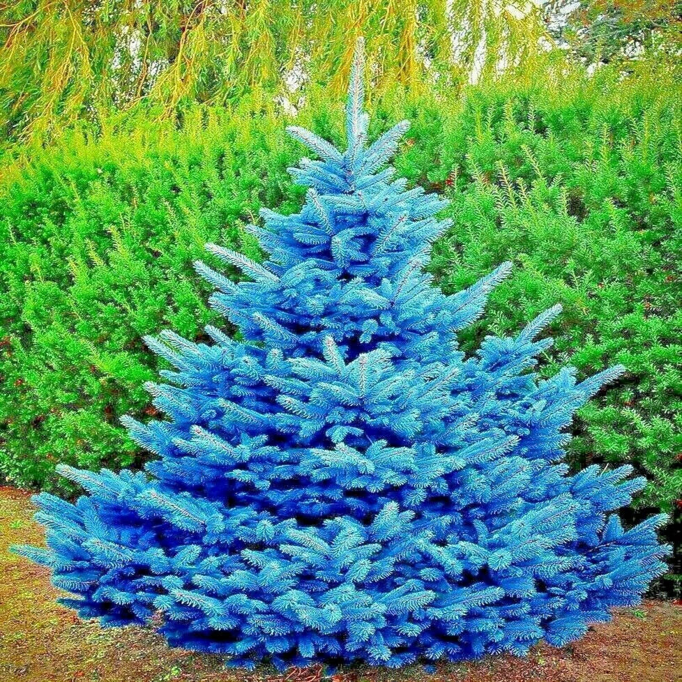 Colorado Blue Spruce Tree Seeds - Glauca Variety for Bonsai - Picea pungens - Cold Hardy, Blue Needles, Landscape & Garden