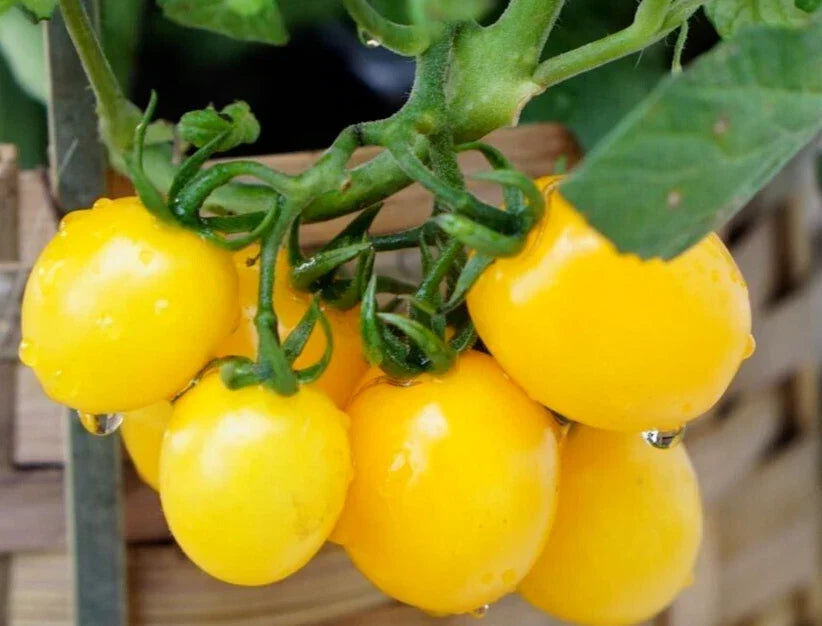 Organic Sunshine Cherry Tomato Seeds - 20 Non-GMO Solanum lycopersicum for Home Garden, Pot, or Bed Cultivation