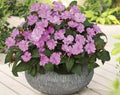 Busy Lizzy Impatiens Seeds Set of 100 | Sun & Shade Varieties | Non-GMO Impatiens walleriana for Gardens & Containers