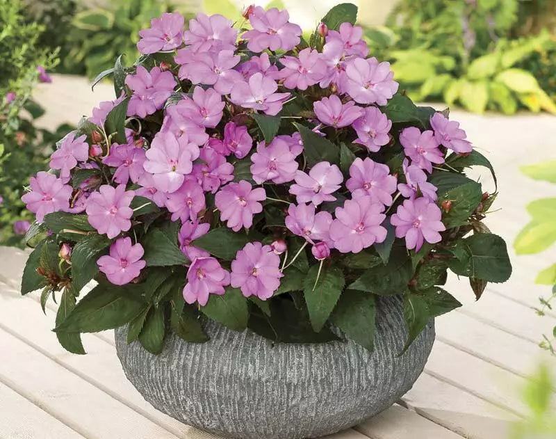 Busy Lizzy Impatiens Seeds Set of 100 | Sun & Shade Varieties | Non-GMO Impatiens walleriana for Gardens & Containers