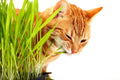 Cat Grass Seeds - 1,000 Seeds for Growing Nutritious Barley Grass (Hordeum vulgare) for Cats, Indoor & Outdoor Planting