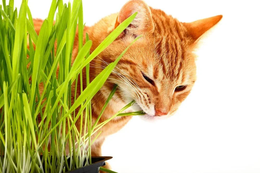 Cat Grass Seeds - 1,000 Seeds for Growing Nutritious Barley Grass (Hordeum vulgare) for Cats, Indoor & Outdoor Planting