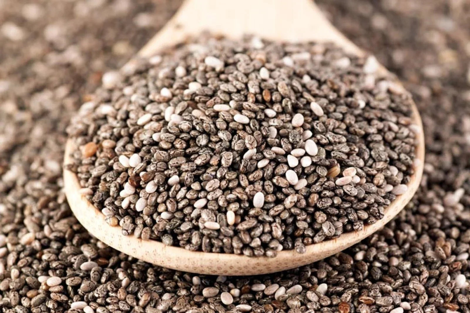 Organic Chia Seeds for Microgreens & Sprouting - Salvia hispanica, 12 oz, Non-GMO, High Omega-3 & Fiber