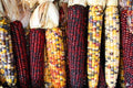Treated Corn Seeds - Indian Ornamental Zea mays, Non-GMO, Packaged for Gardening & Landscaping
