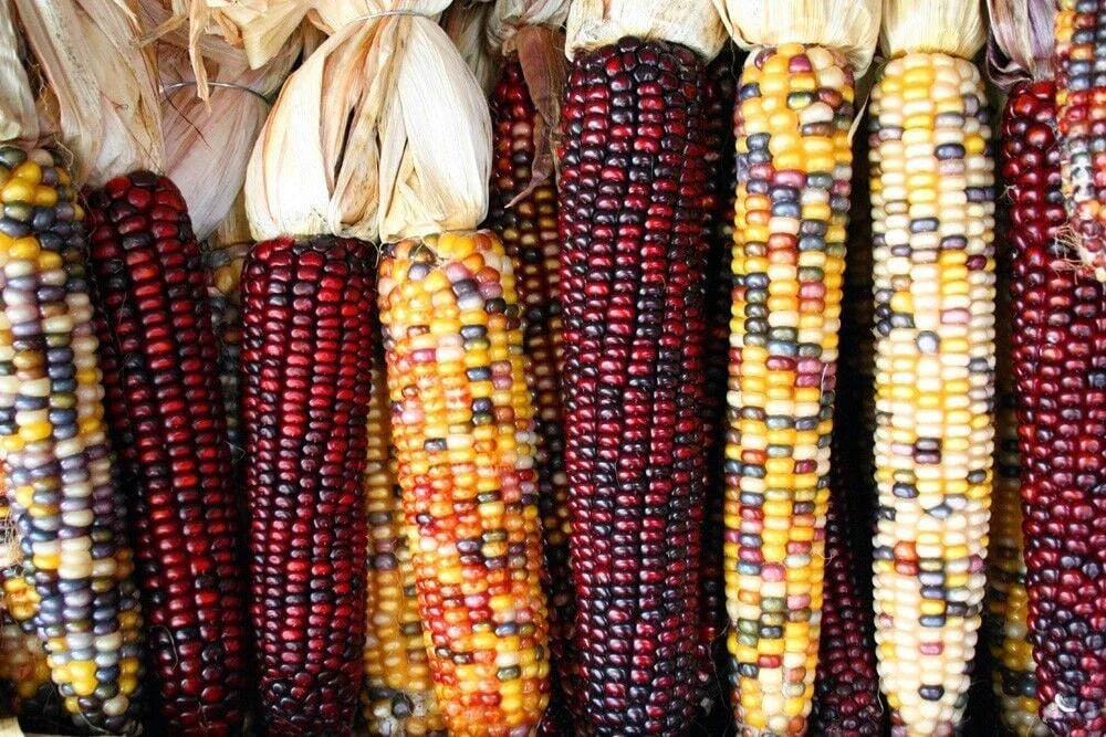 Treated Corn Seeds - Indian Ornamental Zea mays, Non-GMO, Packaged for Gardening & Landscaping