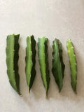 Red Dragon Fruit Cuttings 5 Pcs Pink Skin Red Flesh Hylocereus undatus