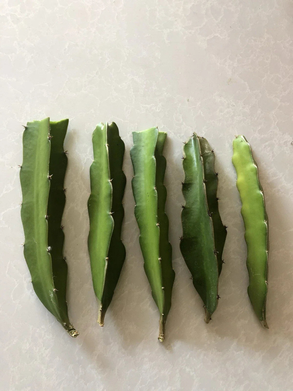 Red Dragon Fruit Cuttings 5 Pcs Pink Skin Red Flesh Hylocereus undatus