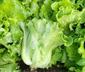Romaine Lettuce Seeds 1000+ Count All Season Lactuca sativa Non-GMO Indoor Outdoor Gardening