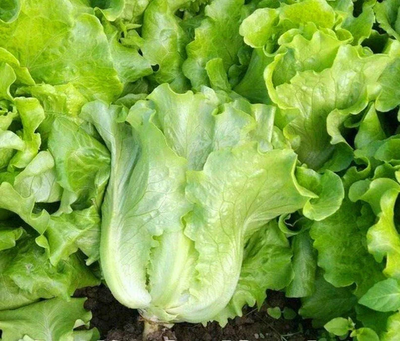 Romaine Lettuce Seeds 1000+ Count All Season Lactuca sativa Non-GMO Indoor Outdoor Gardening
