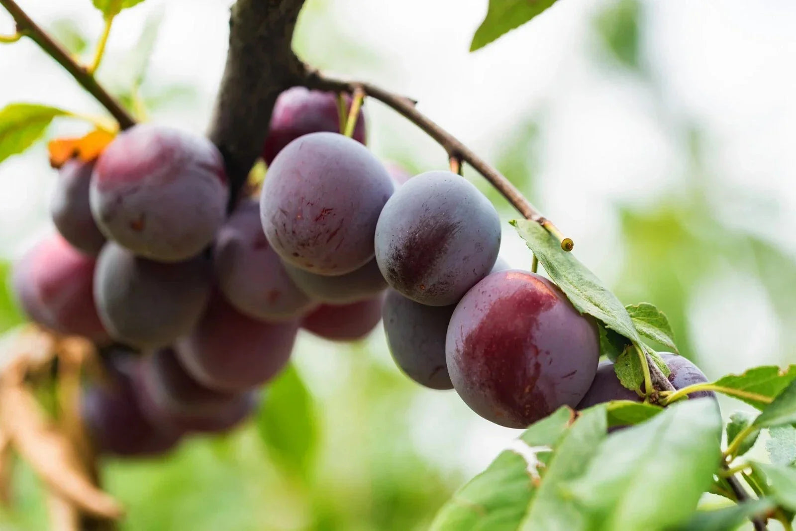 Beach Plum Seeds - 10 Pre-Stratified Prunus Maritima Coastal Native Fruit Plant Seeds