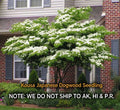 Kousa Dogwood Live Plant - Quart Pot, Hardy Flowering Tree, Cornus kousa, Ornamental Garden Tree
