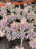Graptopetalum paraguayense Ghost Plant Succulent Cuttings – 3 Live Propagation Plants for Indoor Garden & Drought Tolerance