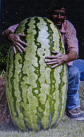 Competition Watermelon Seeds - 5 Pack, Cross Hybrid, Citrullus lanatus, Juicy, Sweet, Antioxidant-rich, Lycopene