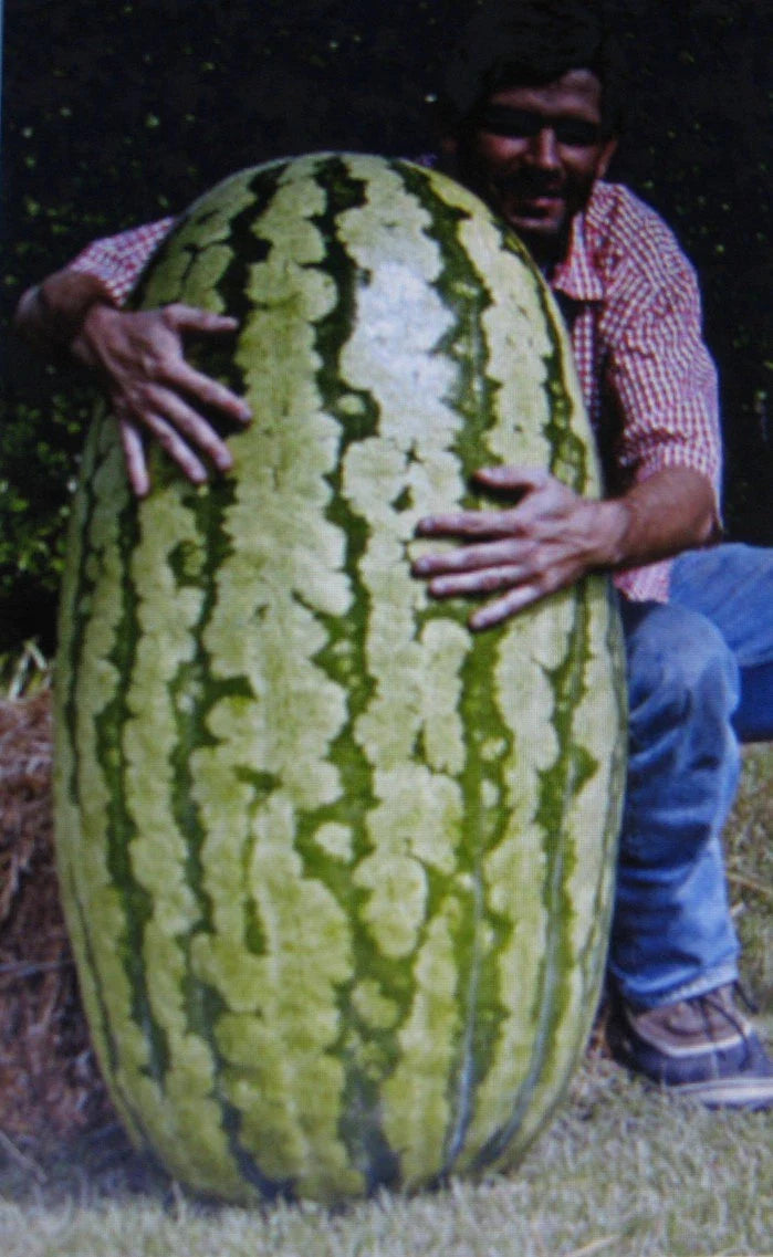 Competition Watermelon Seeds - 5 Pack, Cross Hybrid, Citrullus lanatus, Juicy, Sweet, Antioxidant-rich, Lycopene