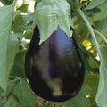 Eggplant Seeds 200+ Heirloom Black Beauty Non-GMO Vegetable Garden Packets