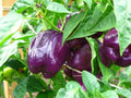 Purple Beauty Pepper Seeds - 100+ Capsicum annuum Seeds for Edible, Ornamental, Compact Plants