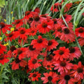 Red Salsa Coneflower Seeds – Echinacea purpurea Perennial Flower Seeds for Garden, 50 Pack, Attracts Pollinators, Easy to Grow