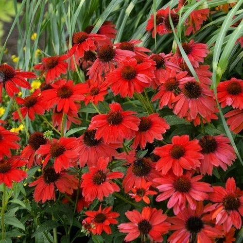Red Salsa Coneflower Seeds – Echinacea purpurea Perennial Flower Seeds for Garden, 50 Pack, Attracts Pollinators, Easy to Grow